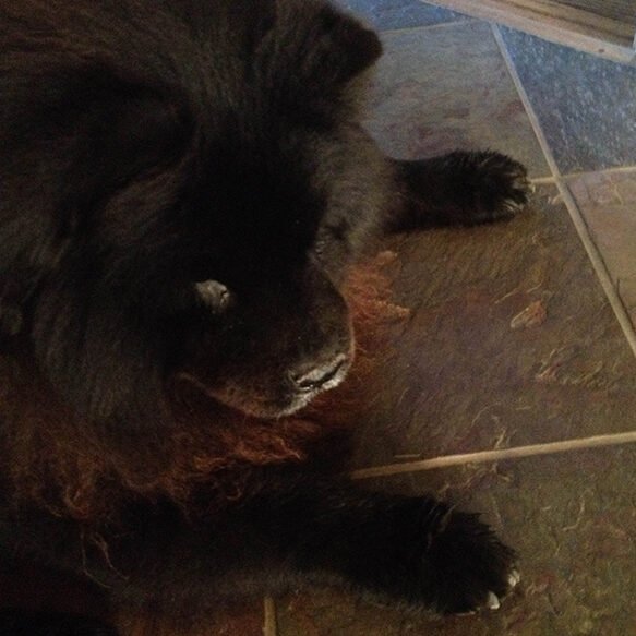 Zeus resting stage 02